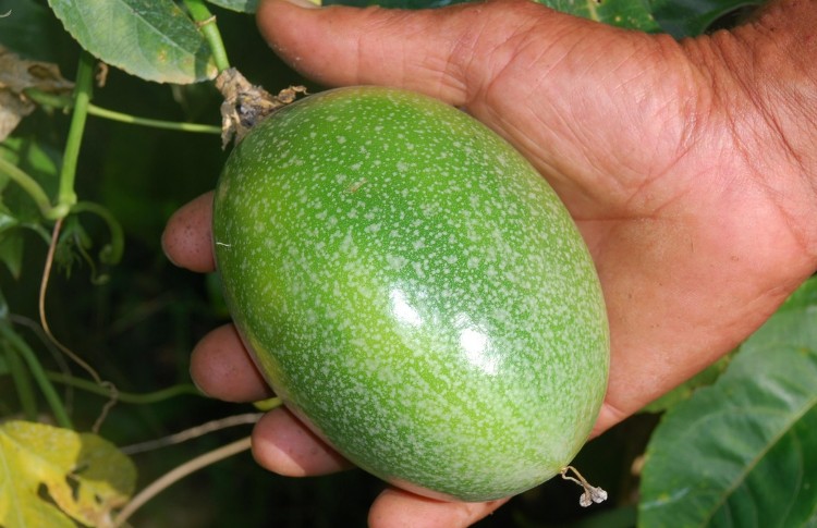 탐스런 과일 수확