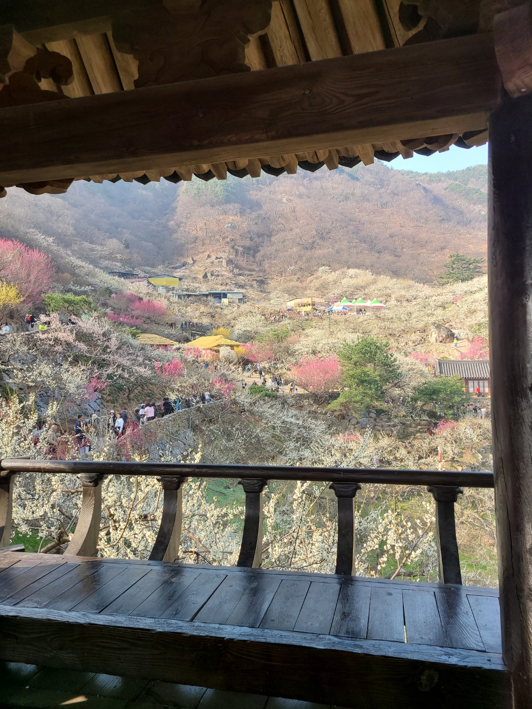 정자에서 찍은 매화축제 모습
