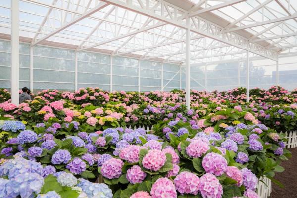 휴애리 여름 수국축제