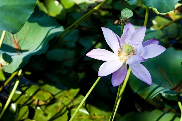 냉동 연근 해동법 꿀팁_3