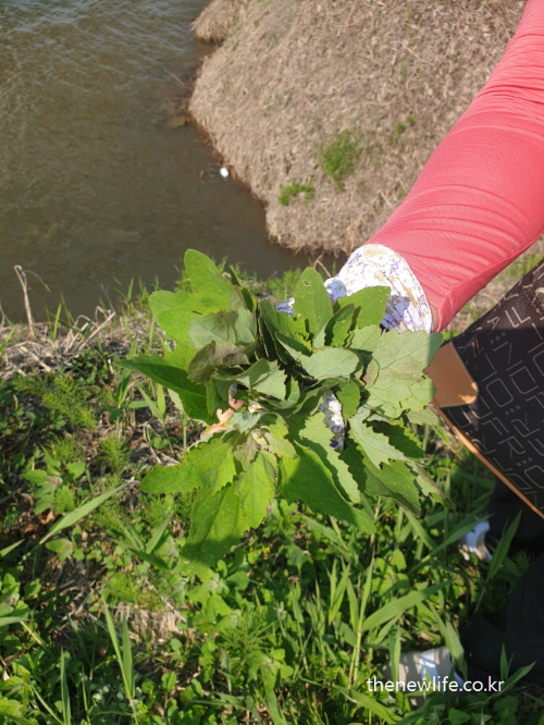 A hand holding freshly picked Chenopodium leaves by the riverside – 강가에서 갓 채취한 명아주 나물을 손에 들고 있는 모습