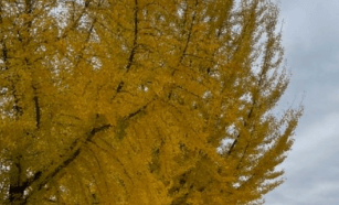 기차여행 단풍특선 추천