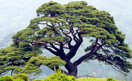 한국의 떡 종류 송기떡-소나무