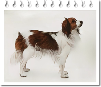 사냥견
쿠이커혼제(Kooikerhondje)