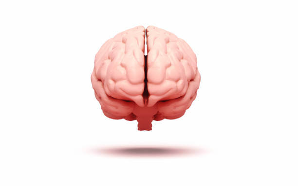 about brain