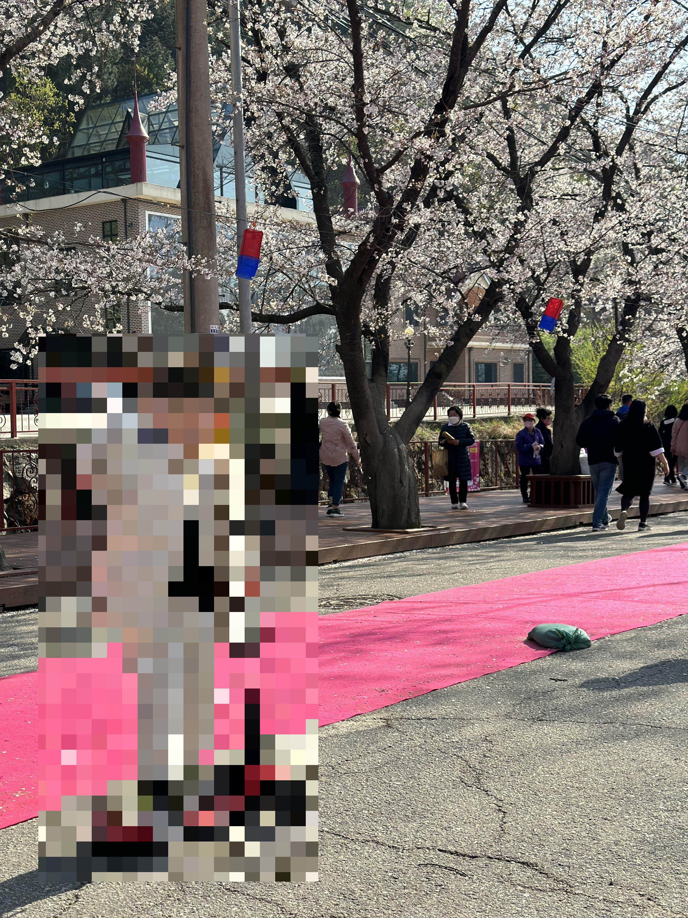 벚꽃 개화시기 2024 및 축제 일정