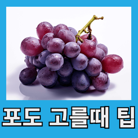 포도 고를 때 팁