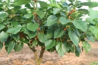 오디 재배 뽕나무 전정 수확 시기 저장 요령_12