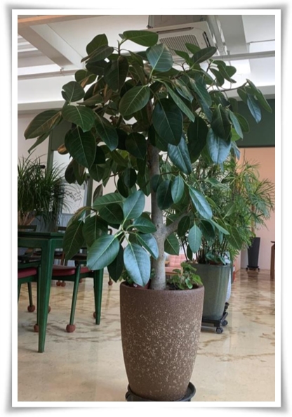 "고무나무 키우기" 실내 정원에 매력을 더하는 초록 친구!