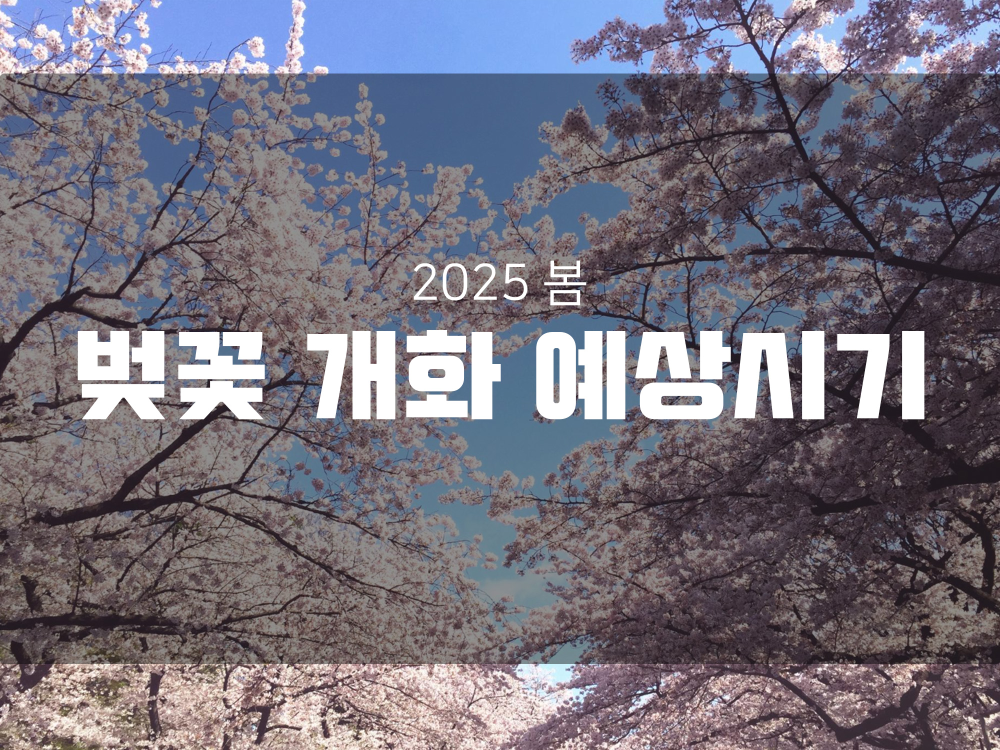 2025년 봄 전국 벚꽃 개화 예상 시기를 한눈에 알아 봅시다.