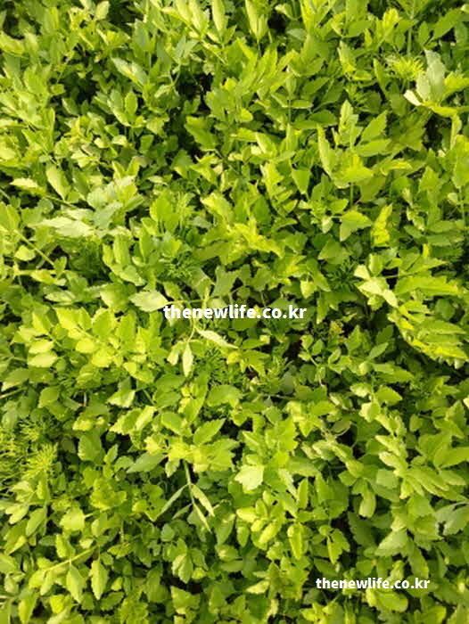 미나리 효능 혈관 청소 캠페스테롤 이소람네틴