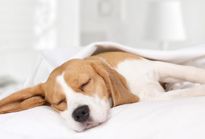 누워있는 강아지