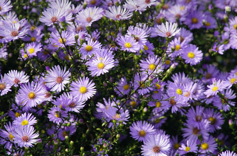 섬꽃 축제 사진