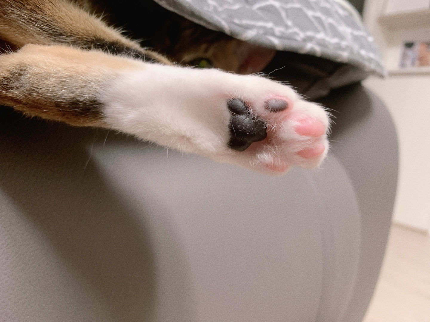 소파 위에 누워 발바닥을 드러낸 고양이의 귀여운 핑크 젤리 발