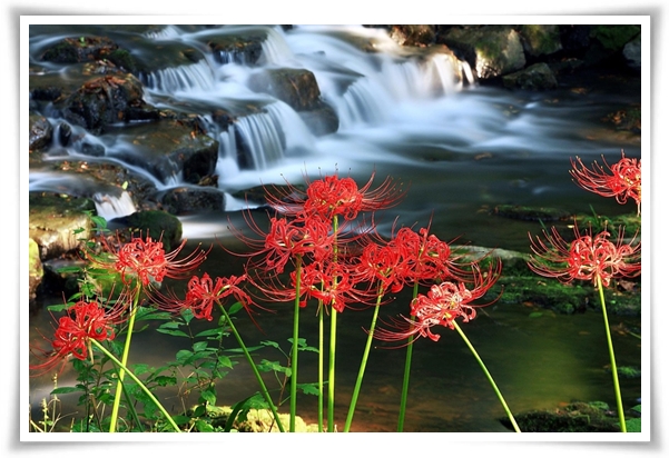 화초 "꽃무릇" 잎 없는 꽃, 가을 정원의 매혹적인 붉은 여왕!