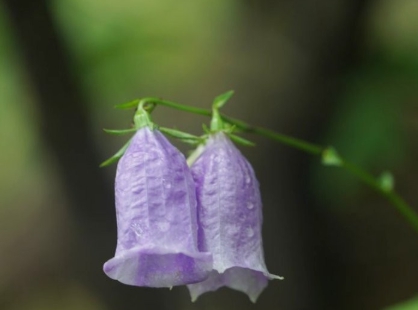 가을에 피는 꽃 금강초롱꽃