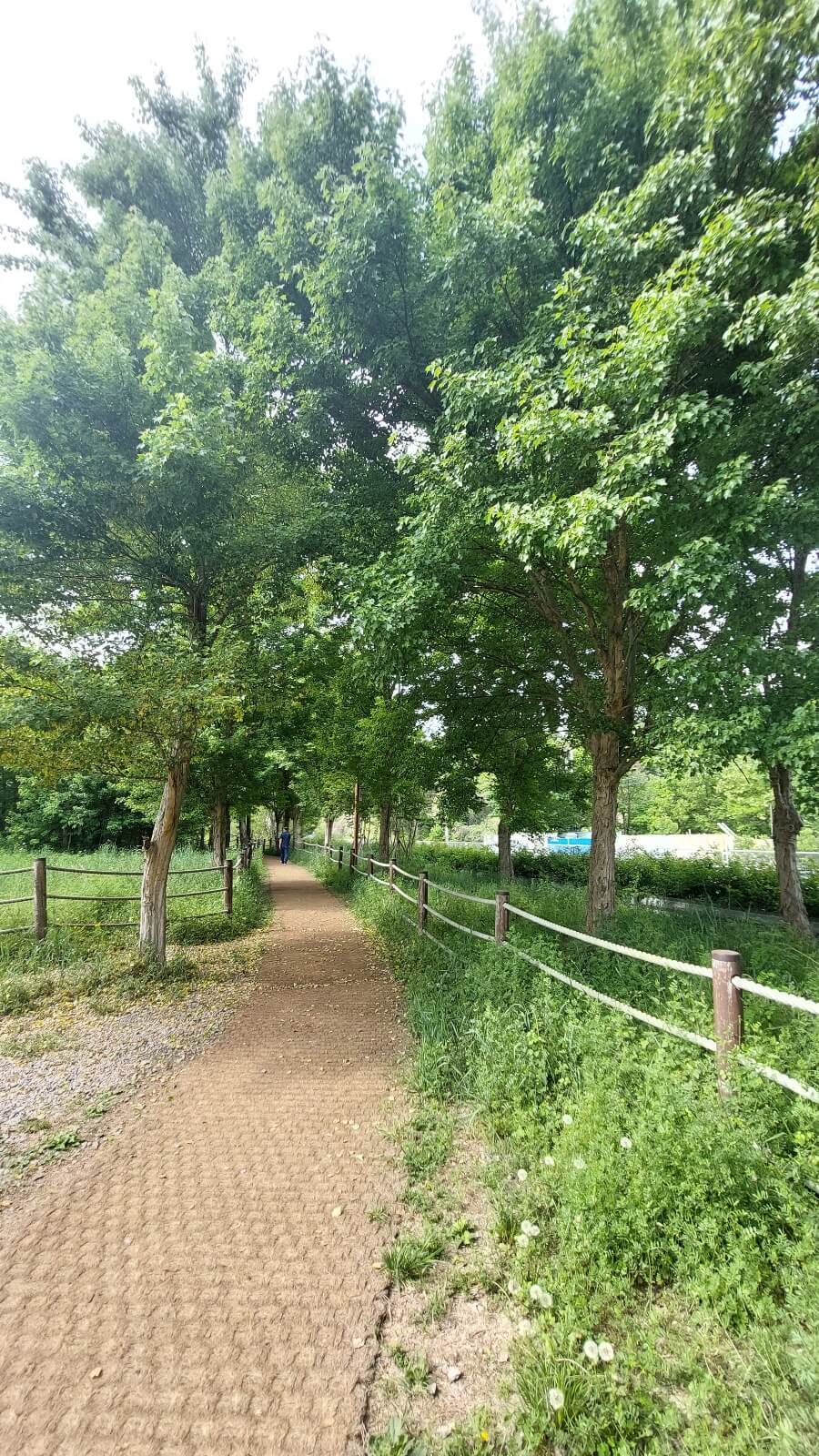 순환코스길 나무가 이어져 있는 모습