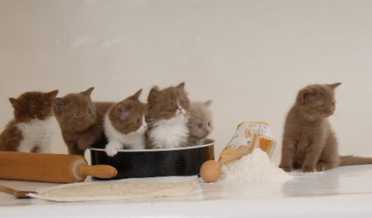 브리티쉬 숏헤어 고양이의 모든것