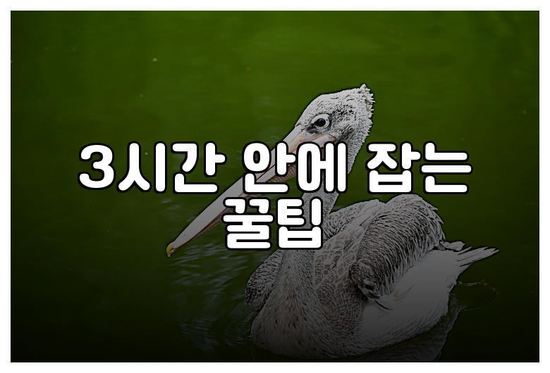 3시간 안에 잡는 꿀팁