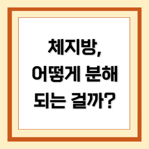 체지방, 체지방률, 분해, 배출, 다이어트
