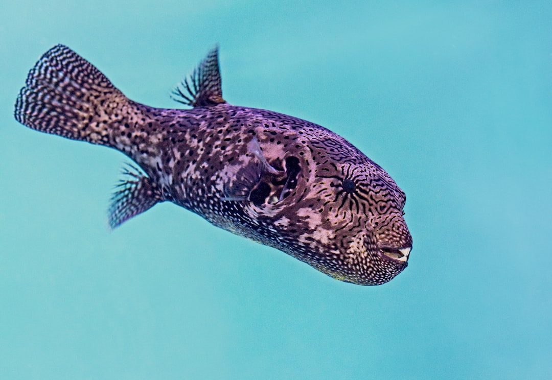 Puffer