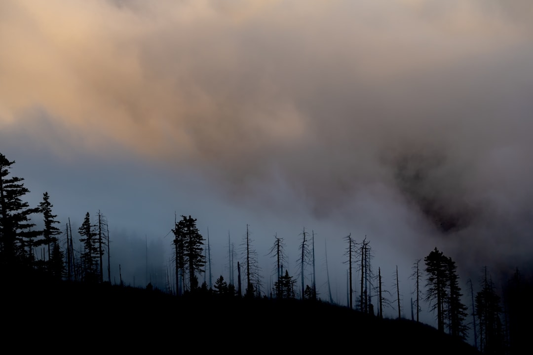 Wildfire