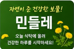 민들레이미지