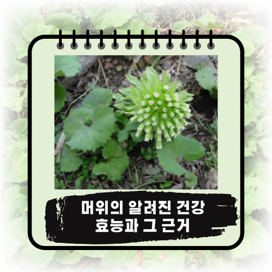 &quot;머위&quot; 자연의 선물!: 채취시기&#44; 영양소&#44; 효능 및 부작용