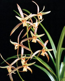 비바람에도 강한 야생난 기본조건 종류 재배장소