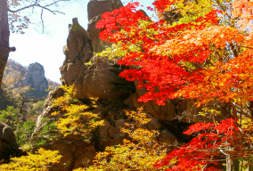 기차여행 단풍특선 추천
