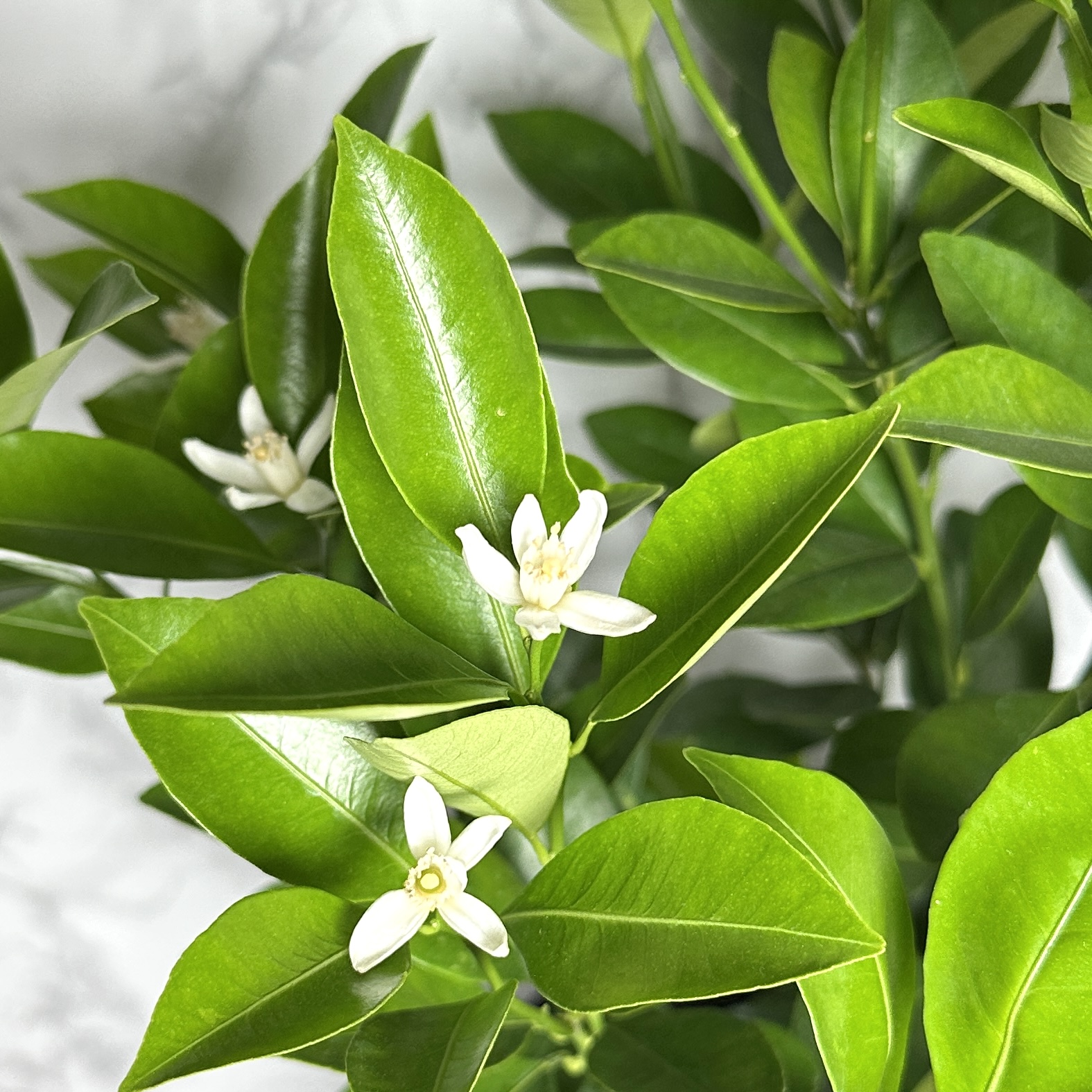 유주나무 키우기 금귤나무 키우기 쉬운 나무