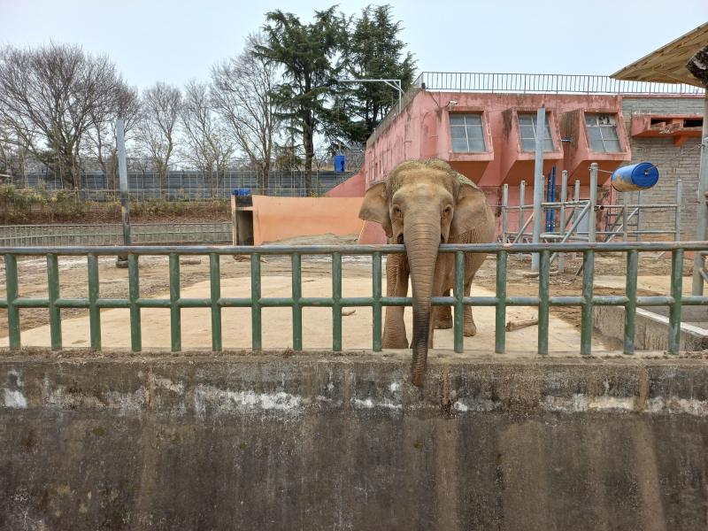 전주동물원 아시아 코끼리