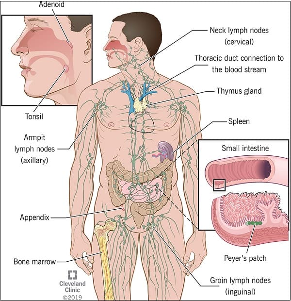 면역 체계의 모든 것 Immune System