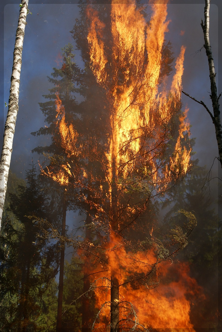 산불 전문 예방 진화대