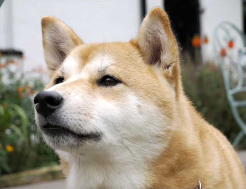시바견