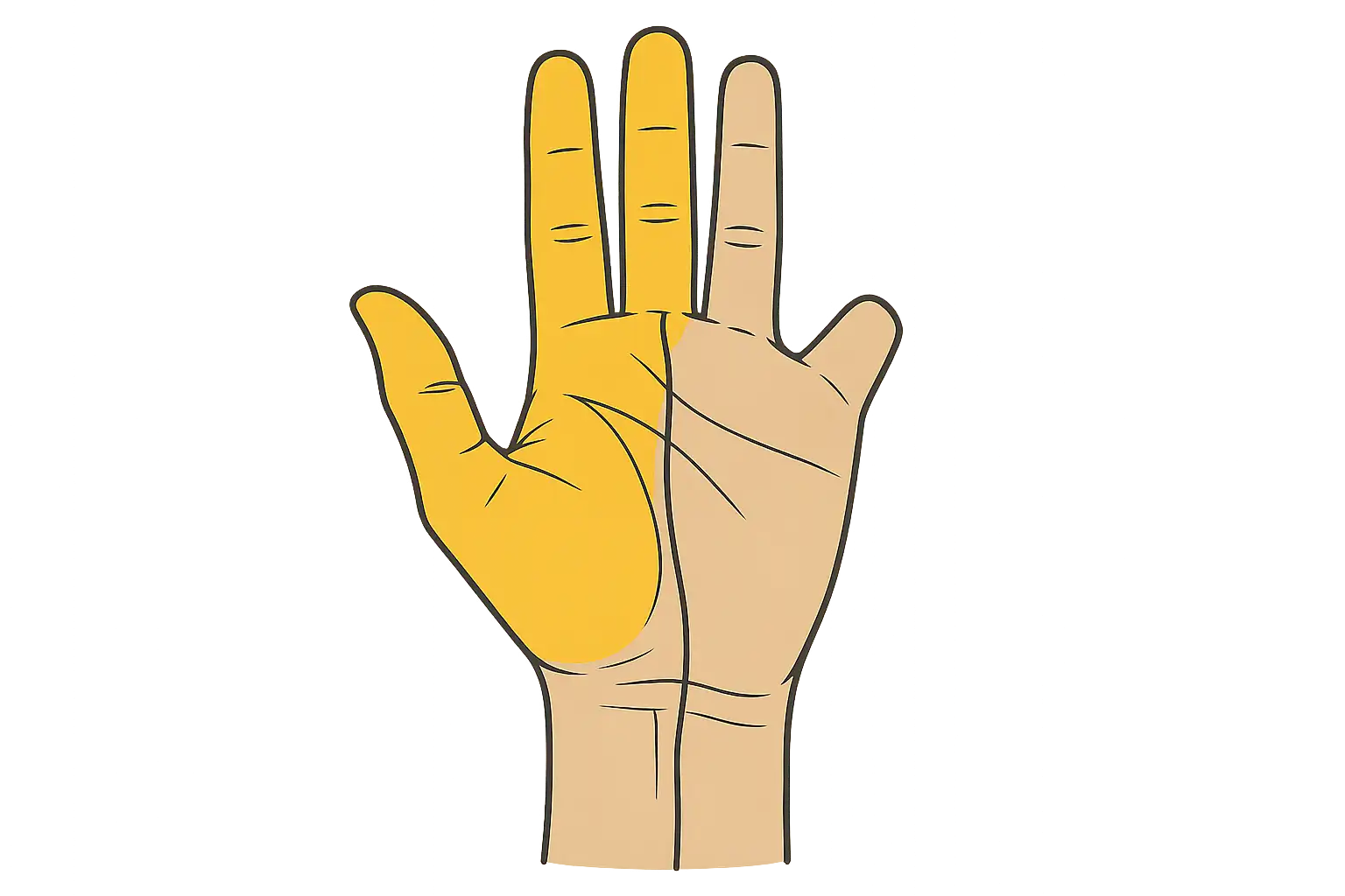 손바닥 그림에 엄지, 검지, 중지, 약지 반쪽 영역이 하이라이트되어 있고, 정중신경 분포