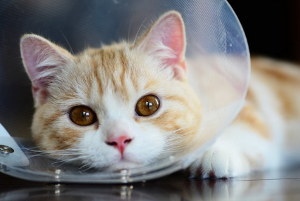 엘리자베스 칼라를 두른 고양이.