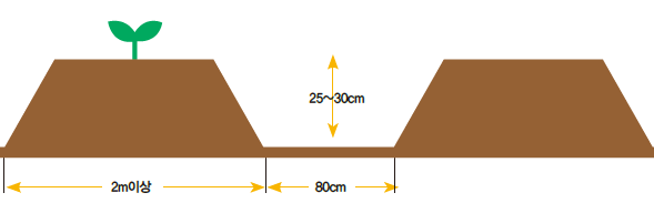 참외 심는시기(모종심는시기, 참외심기, 심는간격, 재배, 수확) 참외 키우기 총정리!