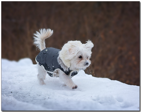 ๋์๋ฅผ ๊ฑท๊ณ ์๋ ๋งํฐ์ฆ