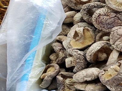 표고버섯 효능 사진25