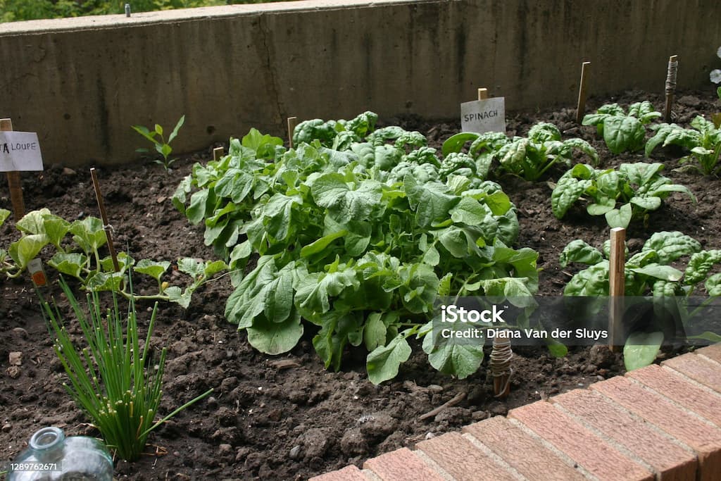 도시에서도 가능하다! 베란다 텃밭으로 친환경 라이프 실천하기
