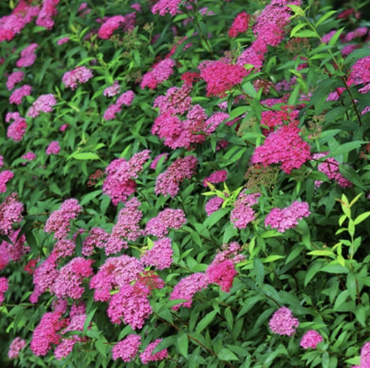 꼬리조팝나무 묘목 심는 시기와 방법&amp;#44; 이것만 알면 실패 제로!