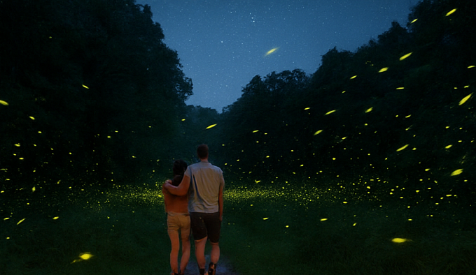 무주 반디불 축제 여행에서 만나는 자연과 빛의 황홀한 향연