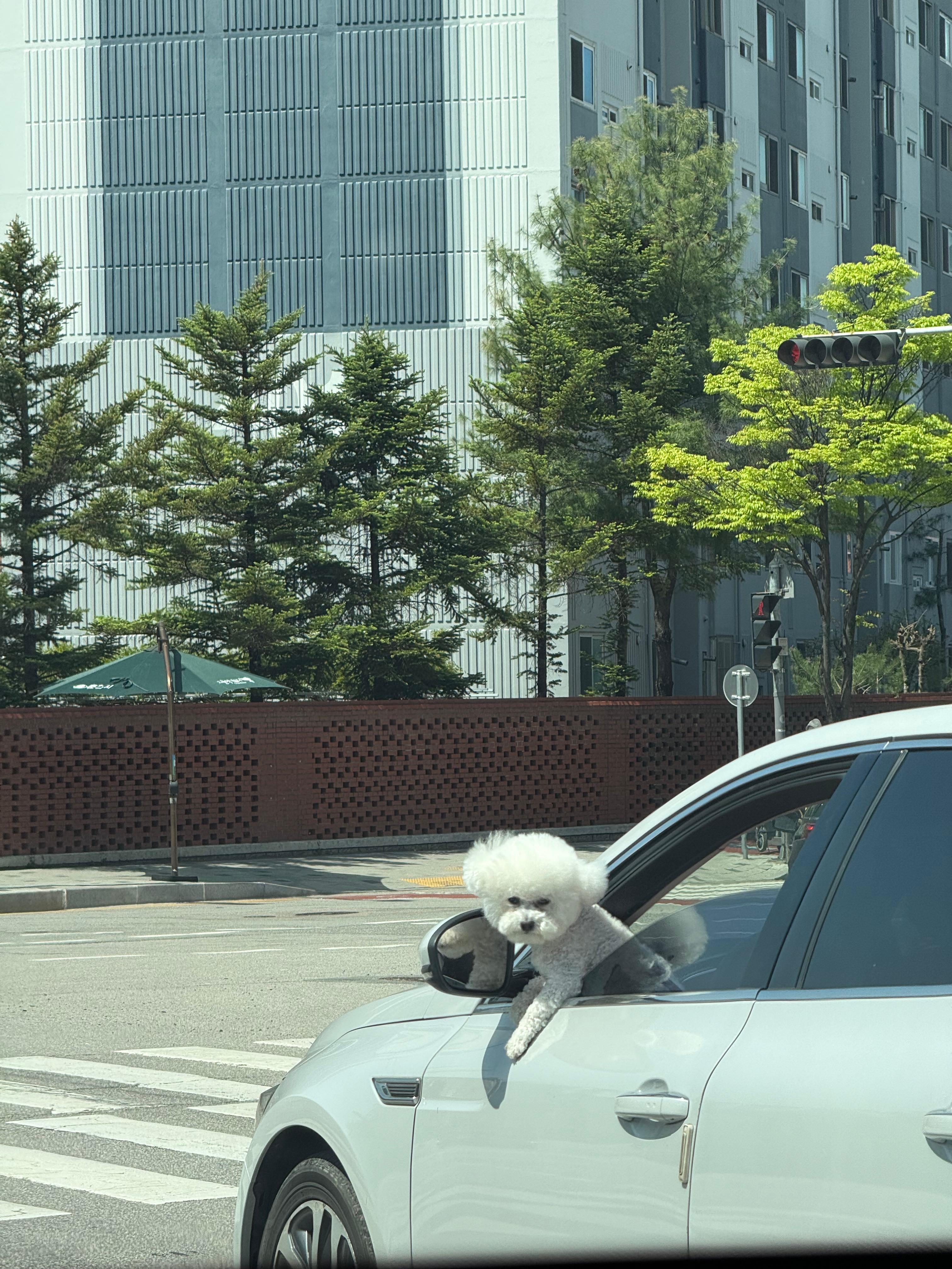 차 창문 밖으로 얼굴 내민 귀여운 하얀 강아지 클로즈업