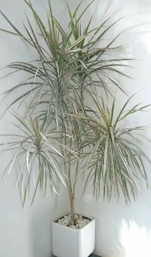 드라세나 키우기 물주기 가지치기 번식방법 흙배합 가이드_6