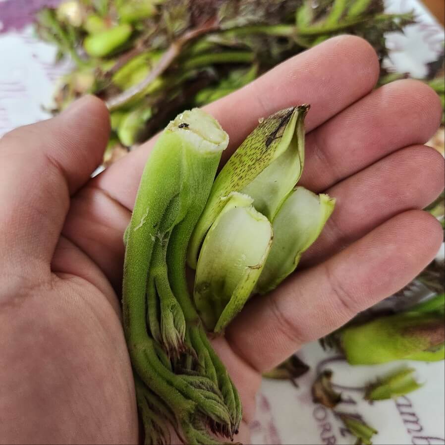 두릅데치기 두릅 손질 두릅보관 두릅 초장 두릅 숙회 두릅 숙회와 초고추장 만드는법 두릅 숙회 두릅손질하는법 두릅 데치는법 두릅숙회 만들기~ 두릅숙회~제철밥상 봄나물요리 봄소식을 안고 온 두릅숙회 두릅전과 두릅숙회 봄나물요리 두릅숙회 봄나물반찬~아삭한 두릅숙회! 봄 제철 음식 두릅숙회 두릅데치기 두릅숙회 두릅먹는법 두릅전 두릅숙회 제철 봄나물 한껏 즐기기 두릅 데치기 참두릅 손질법 두릅요리 숙회만들기 향긋한 땅두릅 숙회 향긋한 봄나물 땅두릅 숙회