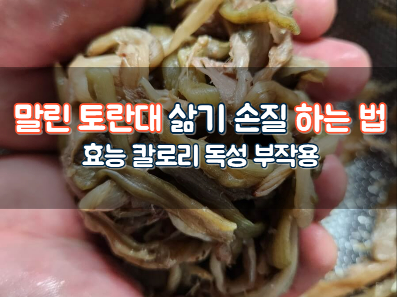 말린토란대 삶기 손질 보관 하는 방법 효능 칼로리 알레르기 독성 정보까지