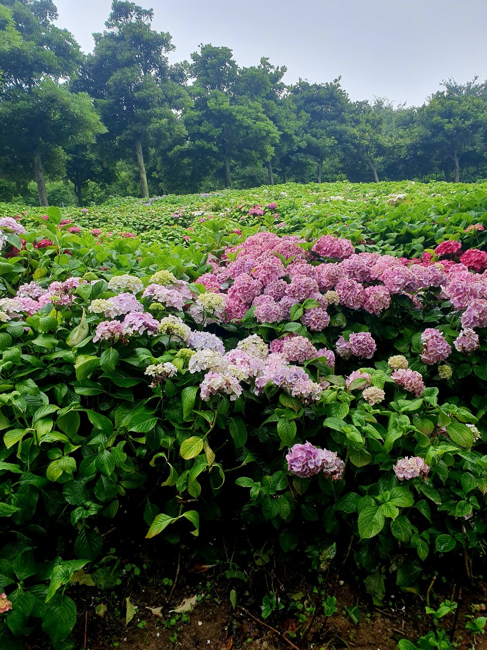 신안 섬 수국축제