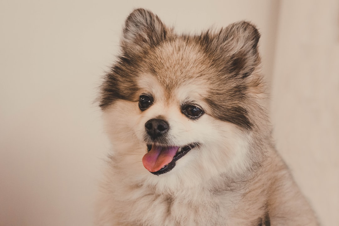 Pomeranian