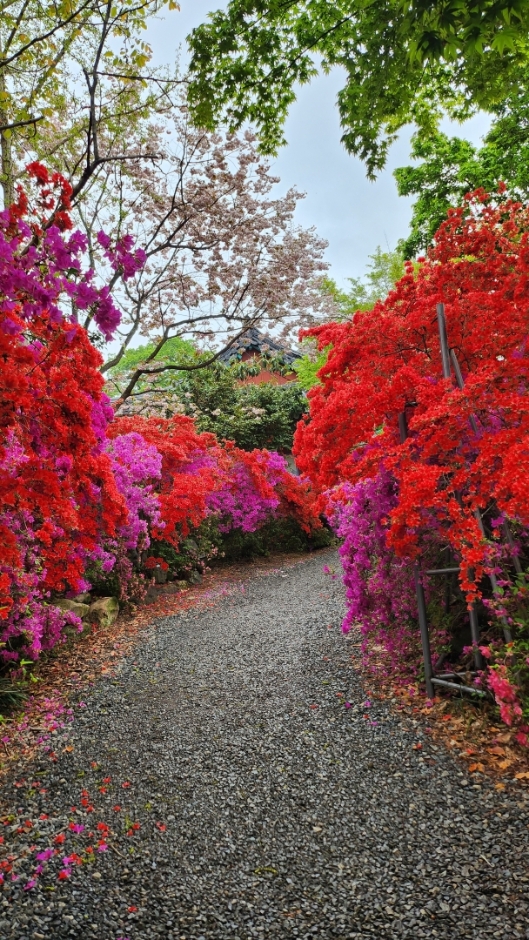강진 서부해당화 봄꽃축제 기본일정과 프로그램 소개